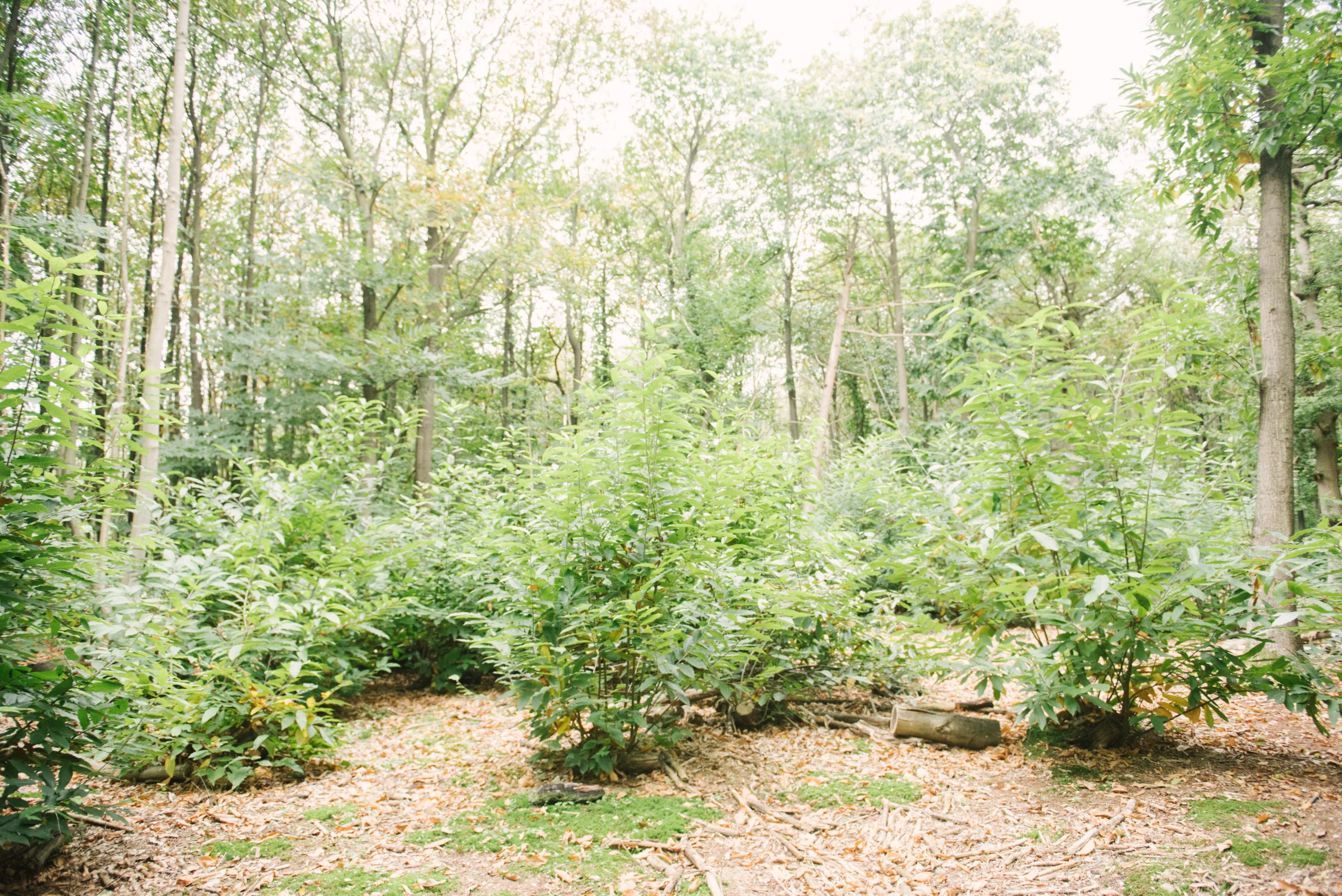 Woodland glade for burial or ash memorial