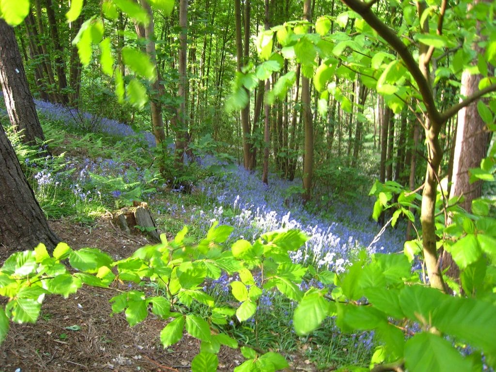 funeral forest funeral forest