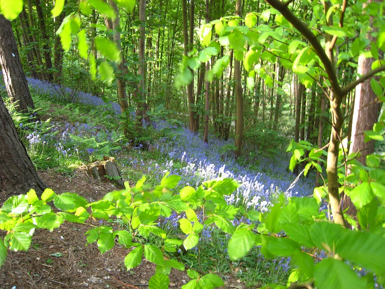 Woodland Garden for burial or ash memorial at Greenacres park