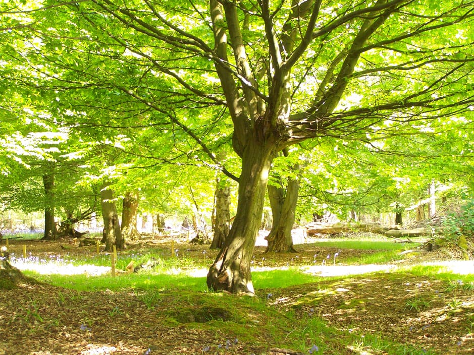 memorial tree of father