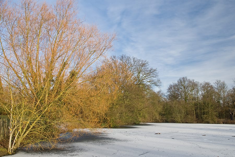 frozen lndscape