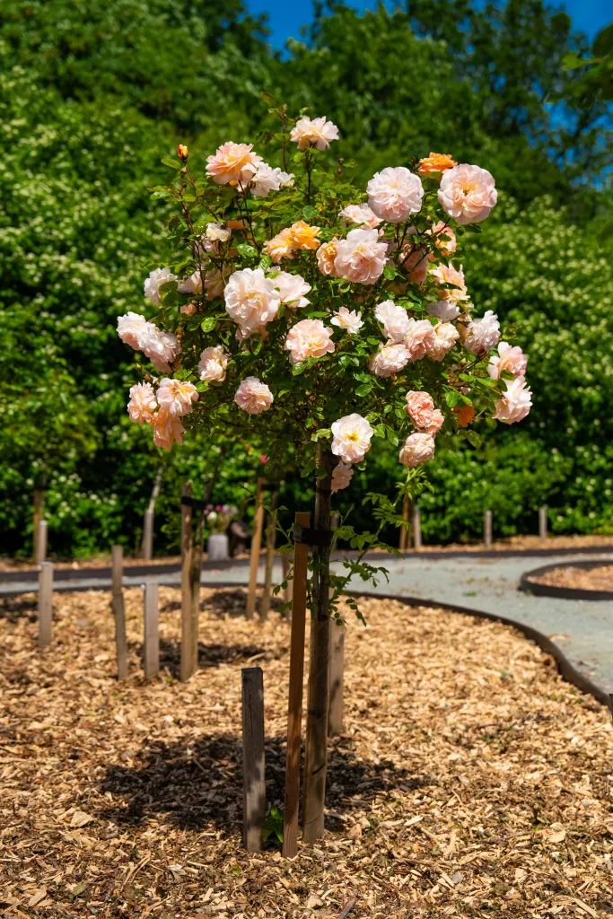Communal Garden memorial area with a flowering rose tree in beautifully landscaped surroundings at GreenAcres.