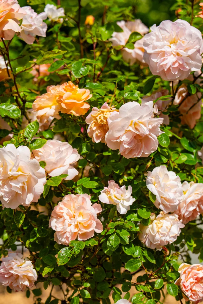 Clusters of pale pink and peach roses in full bloom amongst lush green foliage in a GreenAcres garden.